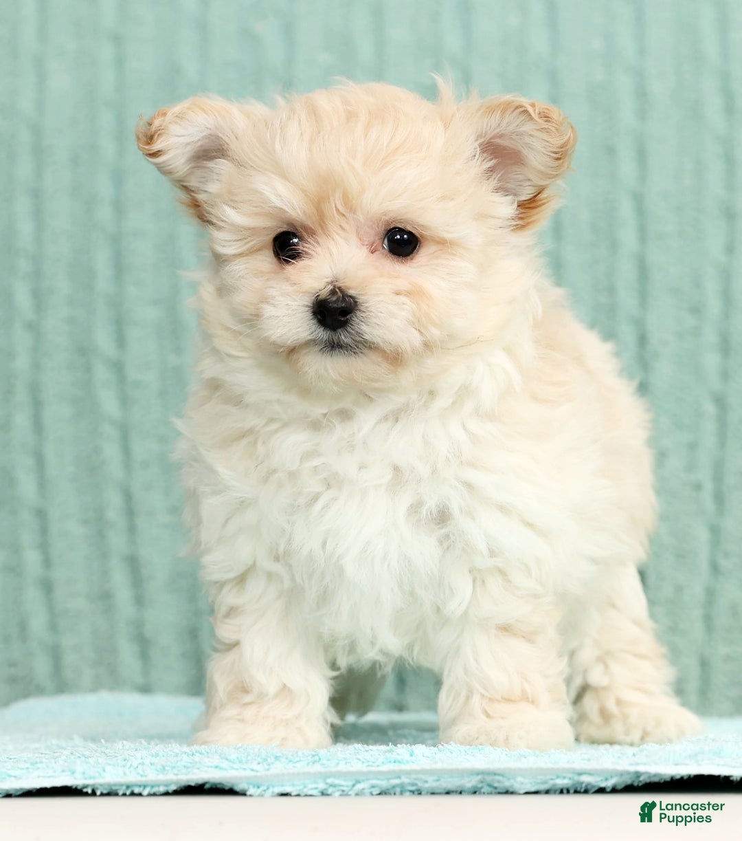 Pomapoo dogs for sale: Tammy - Ad 2