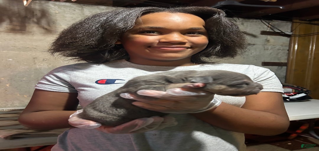 Gallery Image {{count}}