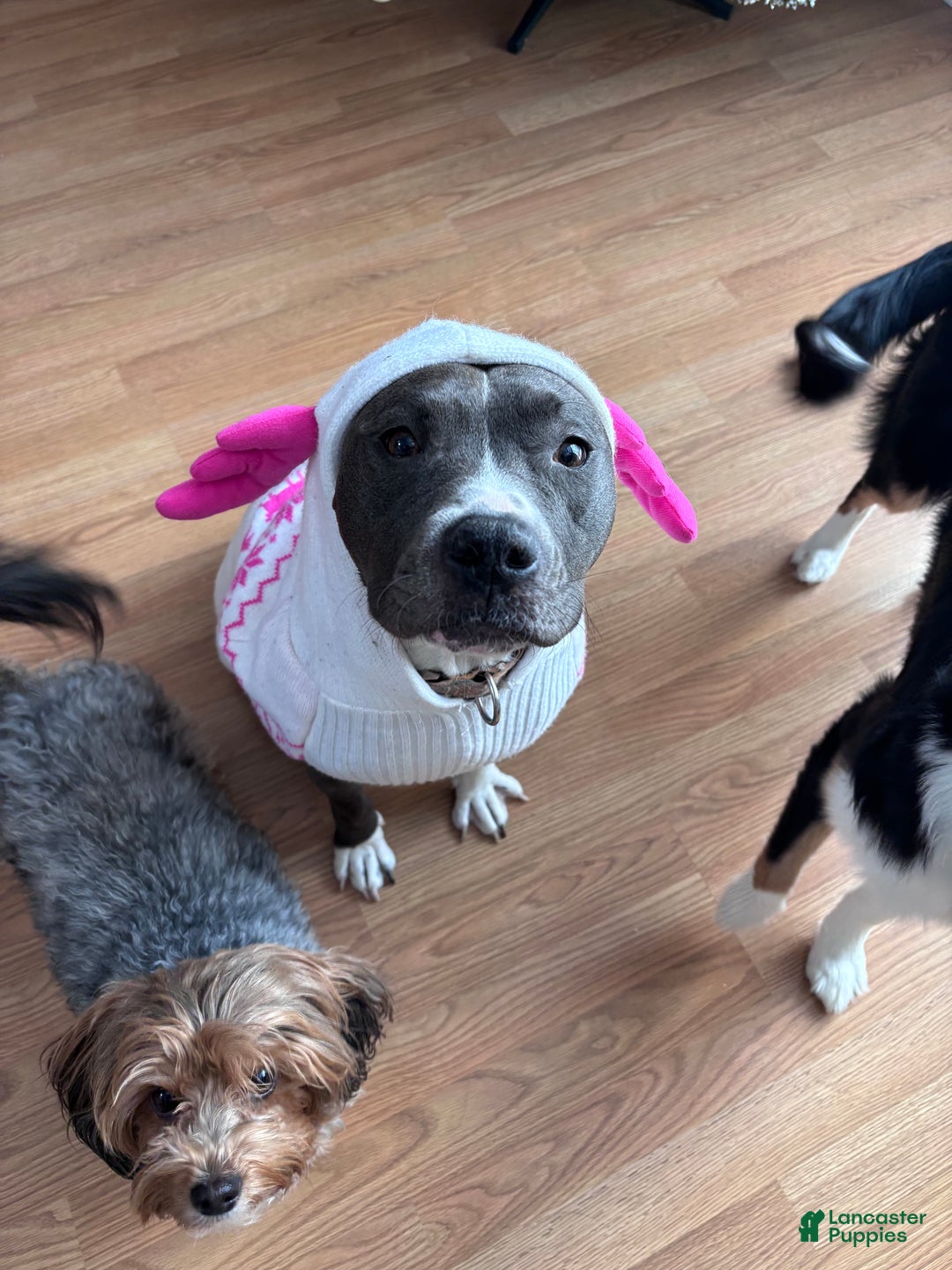 American Pit Bull Terrier dogs for sale: American Pit Bull Terrier Puppy 4 - Ad 4