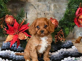 Cavapoo dogs Finn - Ad 5