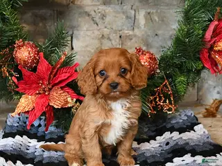 Cavapoo dogs Finn - Ad 18