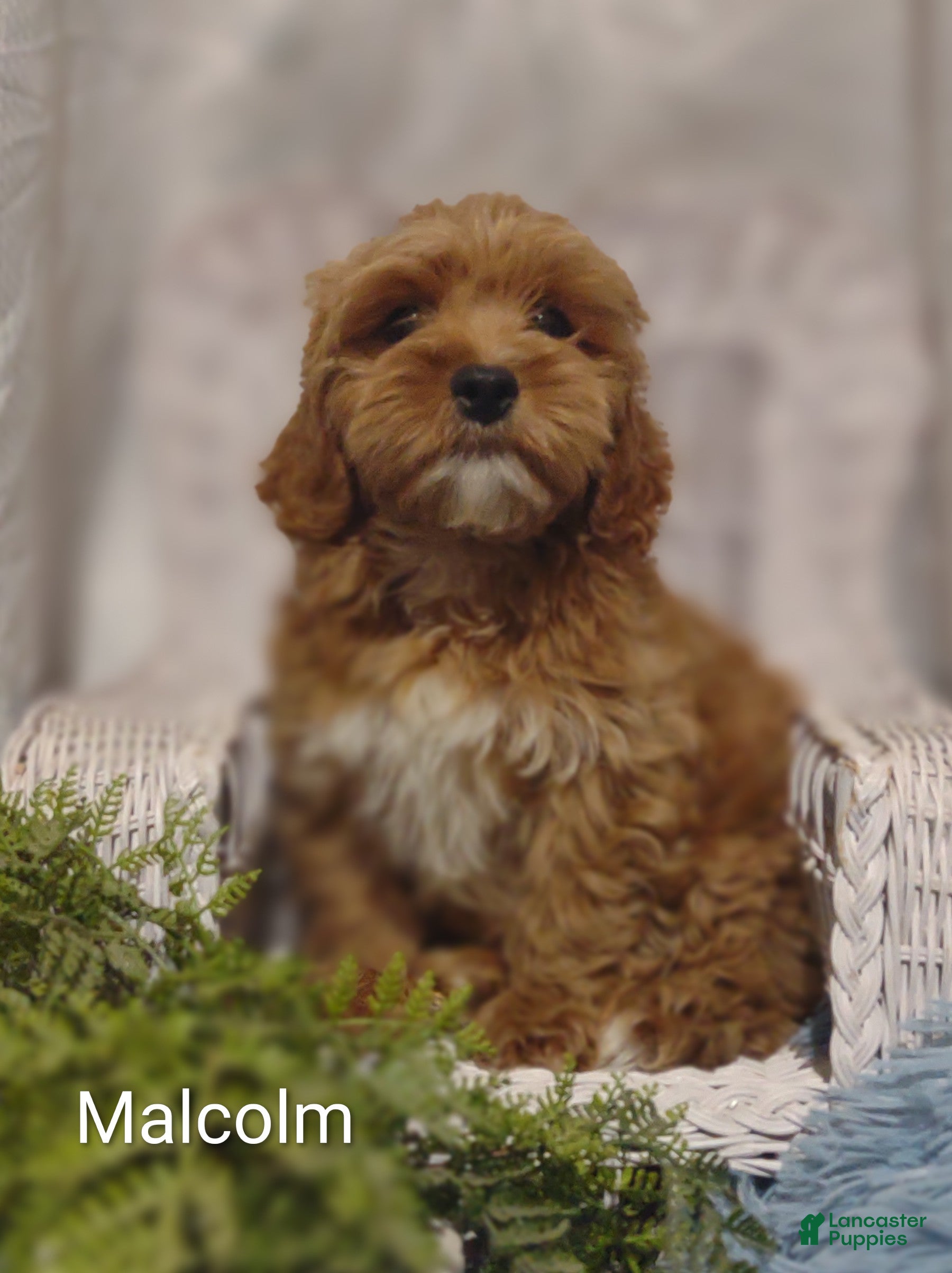 Shihpoo dogs Shihpoo Puppy 5 Malcolm  - Ad 2