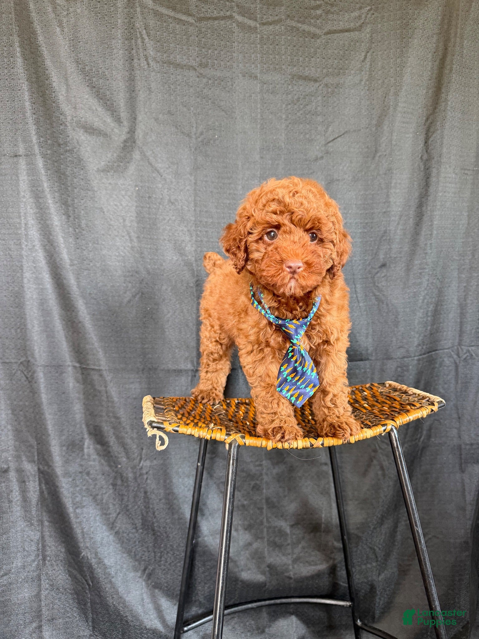 Miniature Poodle dogs Akc Clear 🧬 Tested Red Poodle Boy - Ad 32
