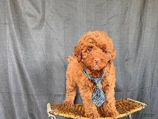 Miniature Poodle dogs Akc Clear 🧬 Tested Red Poodle Boy - Ad 32