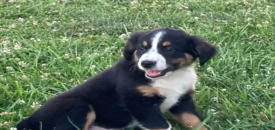 Gallery Image {{count}}