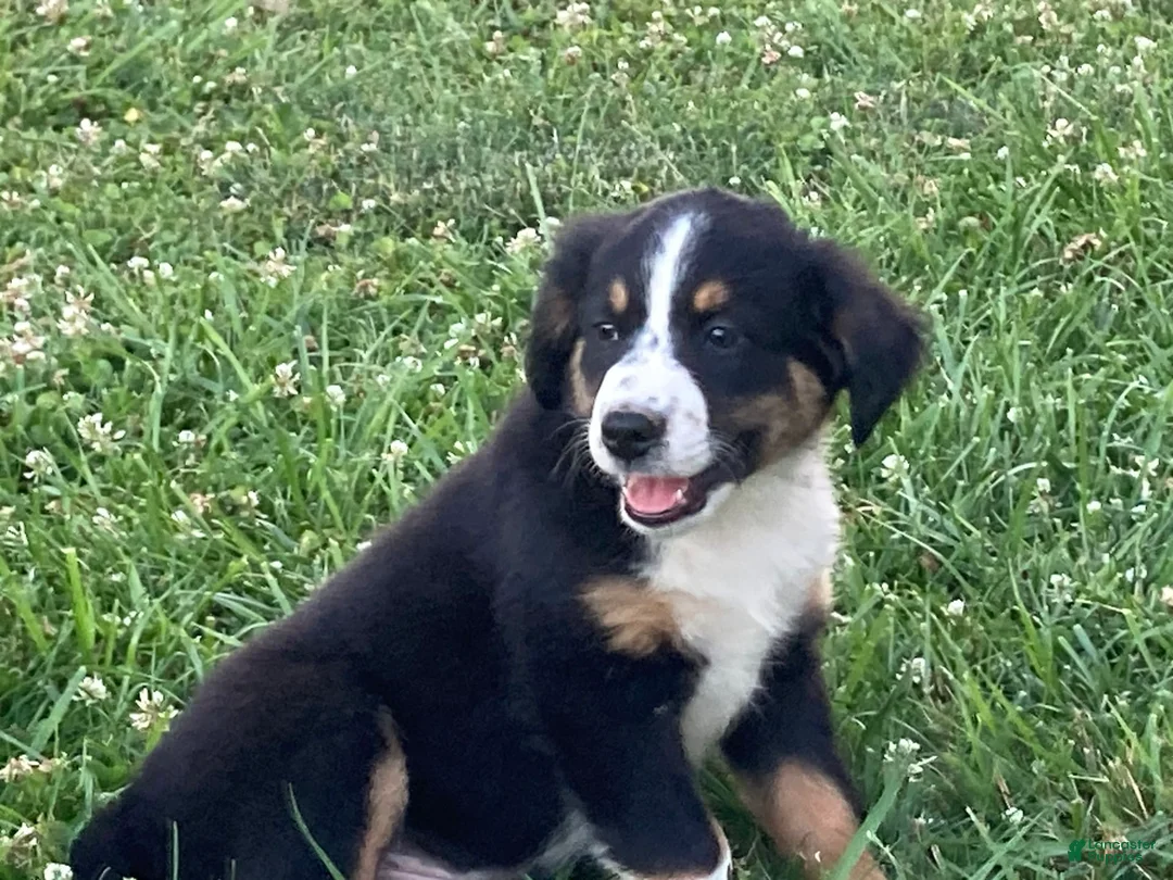 Gallery Image {{count}}