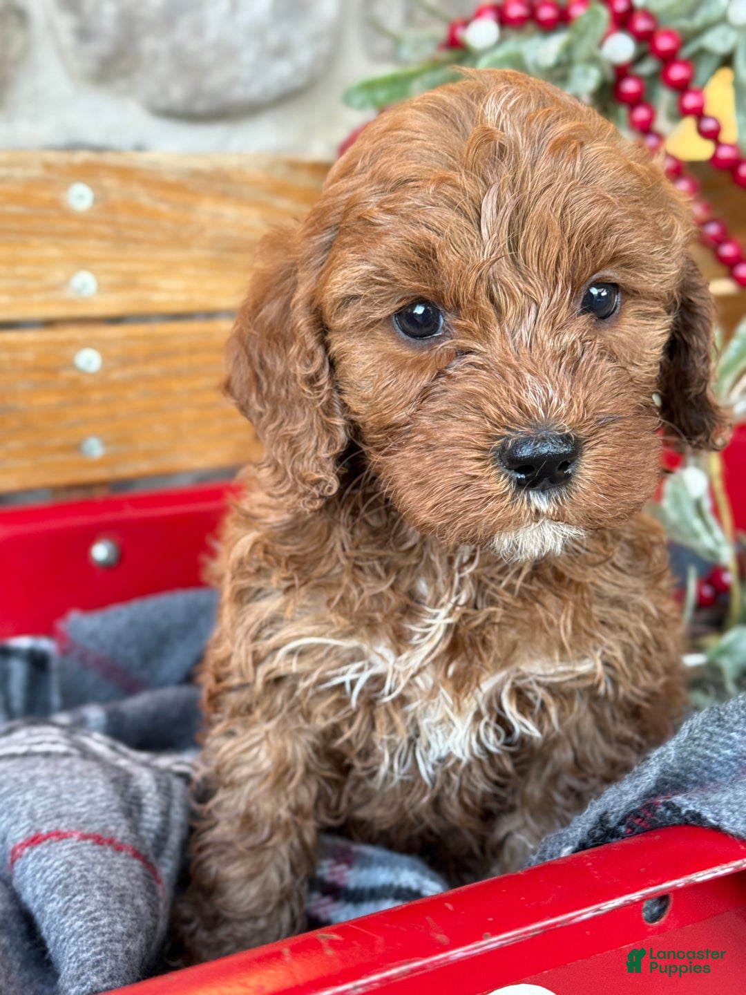 Mini Goldendoodle dogs for sale: Iris - Ad 4