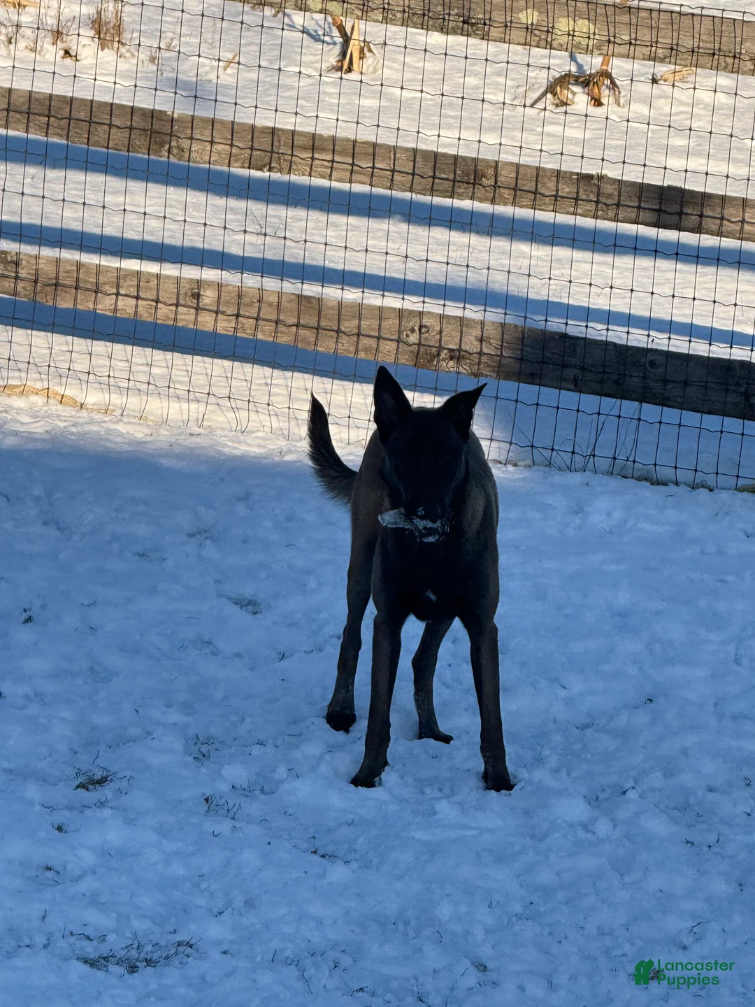 Belgian Malinois dogs for sale: Belgian Malinois Puppy  - Ad 5