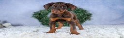 Doberman Pinscher dogs for sale: TOBY - Ad 9