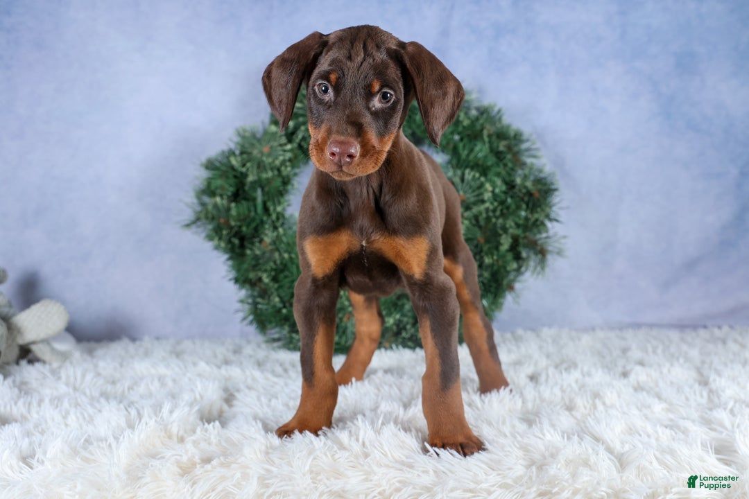Doberman Pinscher dogs for sale: TOBY - Ad 9
