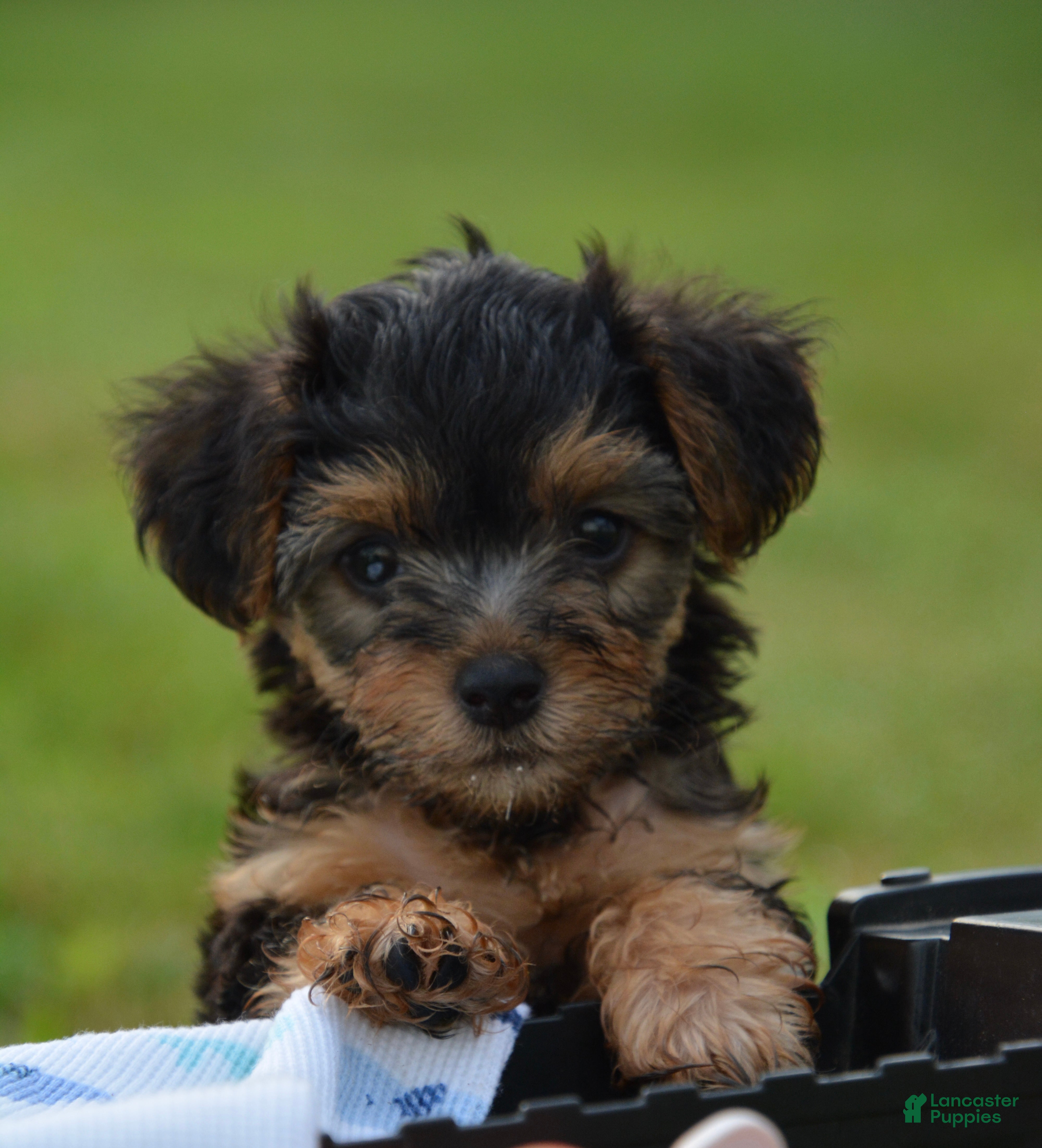 Yorkiepoo dogs Yorkiepoo 2 - Ad 18