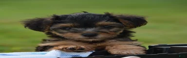 Yorkiepoo 2