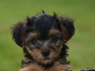 Yorkiepoo dogs Teddy - Ad 19