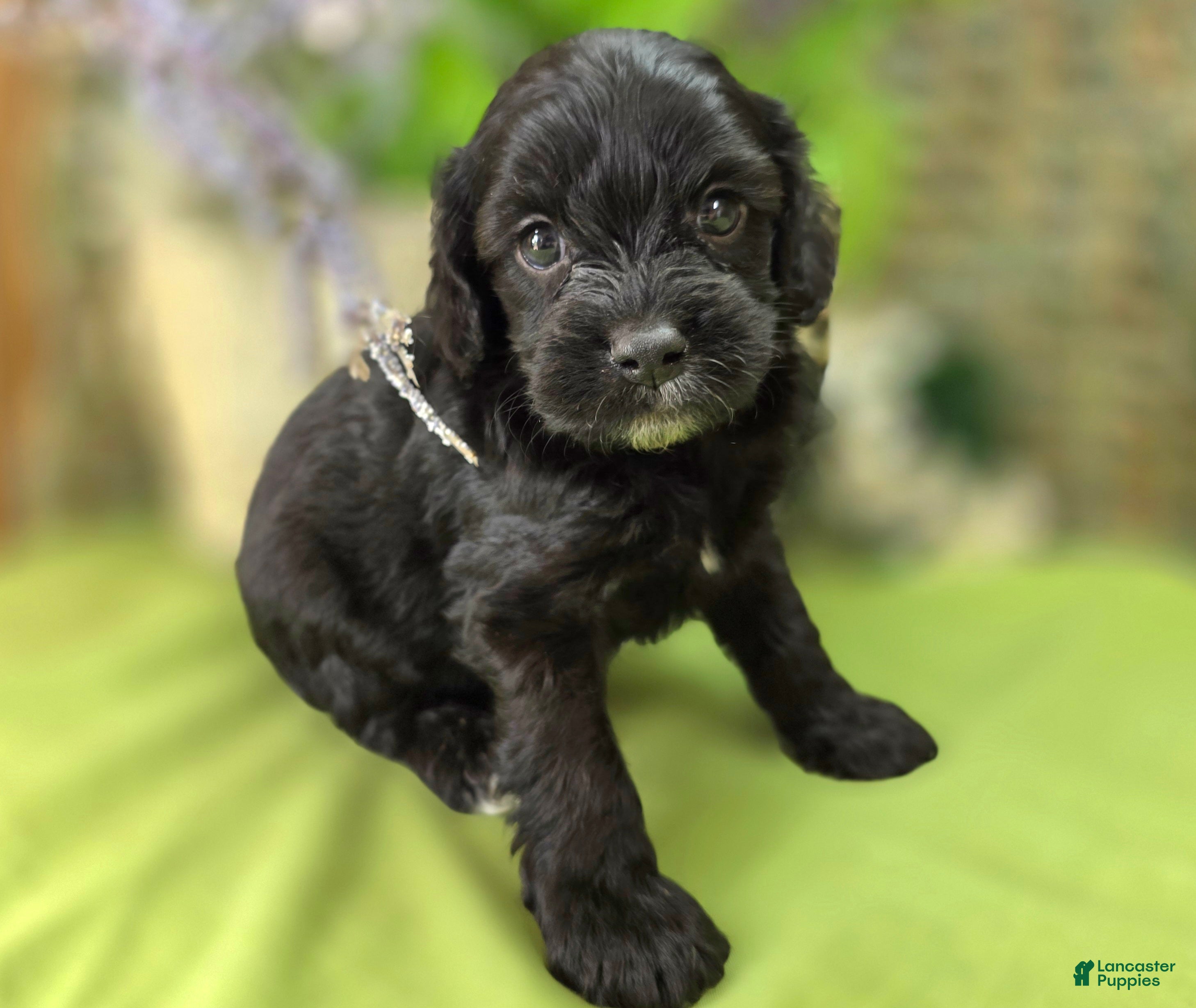 Cavapoo dogs Trigger - Ad 18