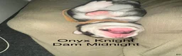 Siberian Husky dogs for sale: Onyx Knight - Ad 4