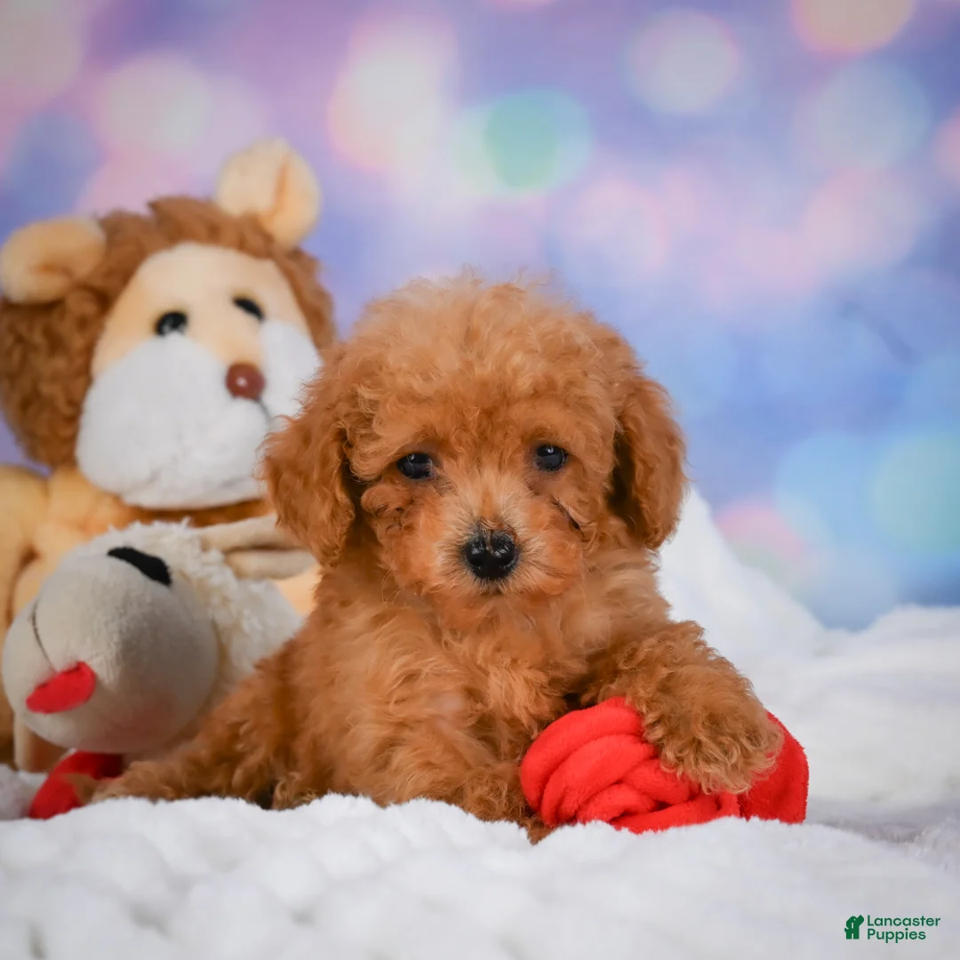 Cavapoo dogs for sale: Dash - Ad 1