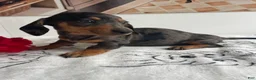 Miniature Dachshund dogs for sale: Gypsy - Ad 3