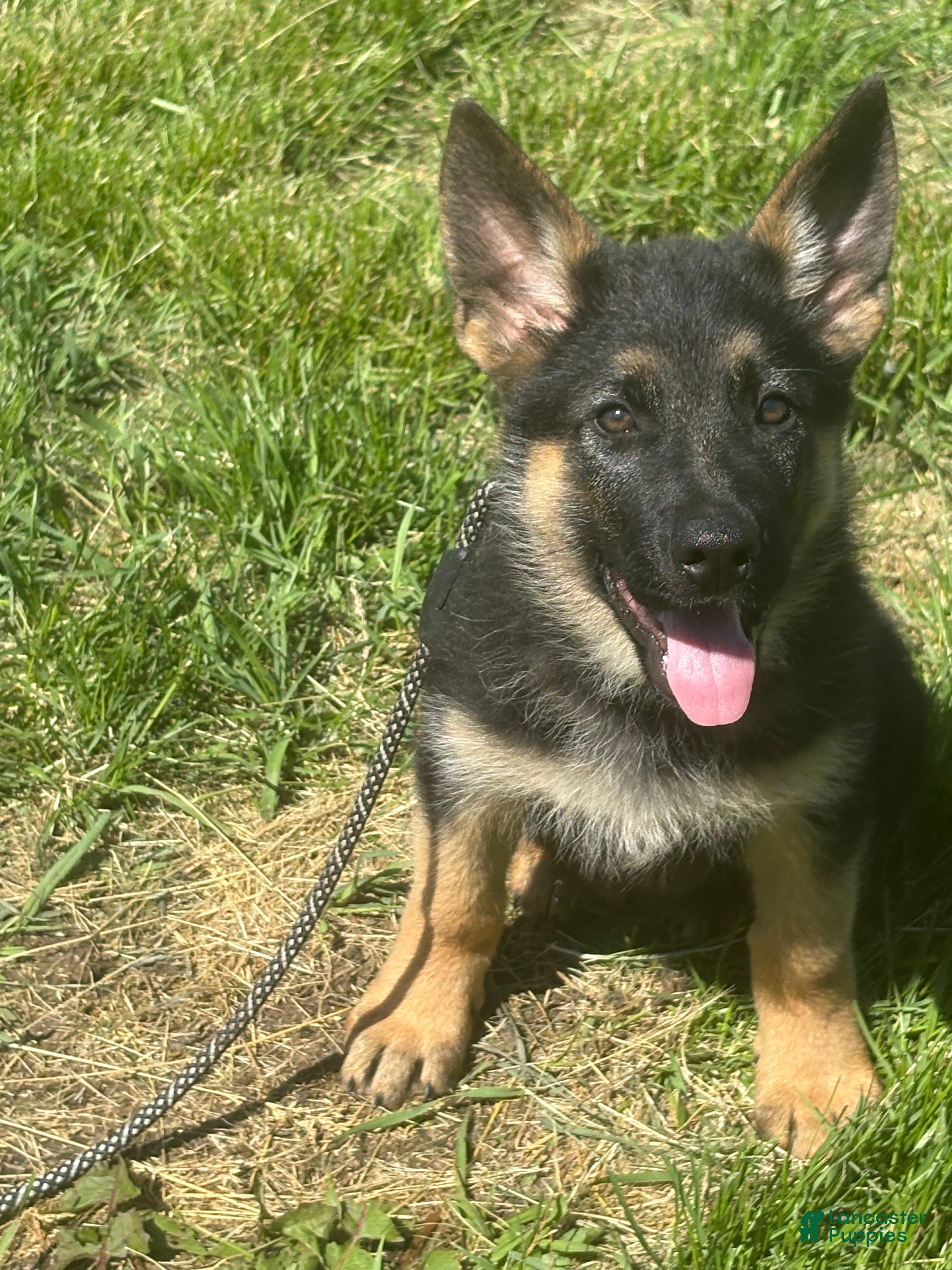 German Shepherd dogs Lime Collar Female - Ad 2