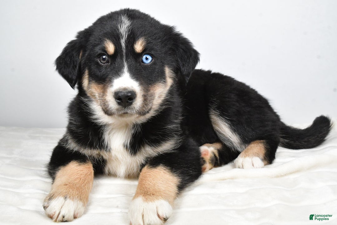 Mixed Breed dogs for sale: Axel - Ad 6