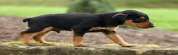 Miniature Pinscher dogs for sale: ALEX - Ad 10