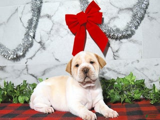 Mini Hippo dogs Buttercup - Ad 4