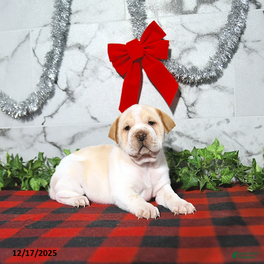 Mini Hippo dogs for sale: Buttercup - Ad 5