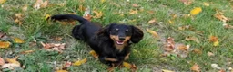 Dachshund dogs for sale: Dachshund 2 - Ad 9