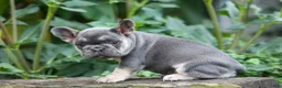 French Bulldog dogs for sale:  Flora Jane 🩷 - Ad 6