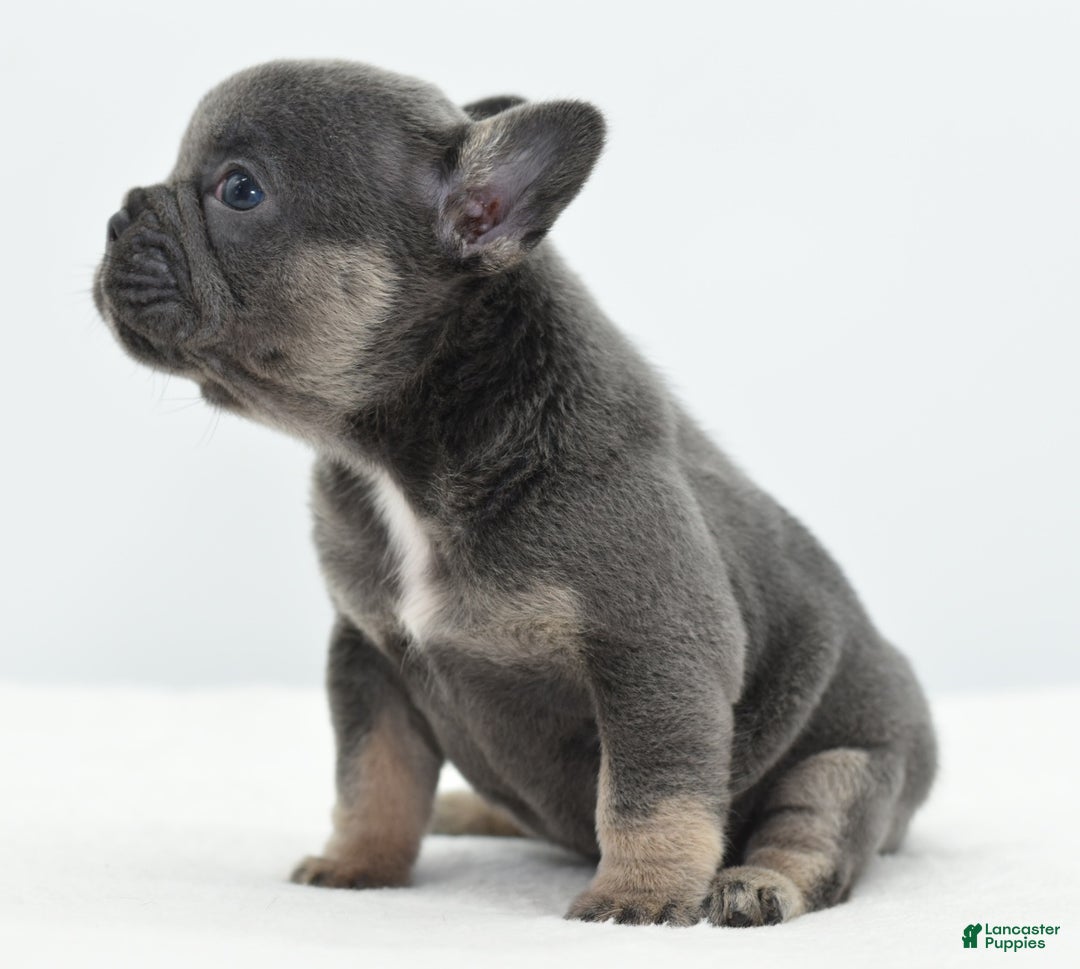 Mixed Breed dogs for sale: Queen lilac tricolor  - Ad 11