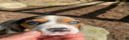 Beaglier dogs for sale: Amy - Ad 9
