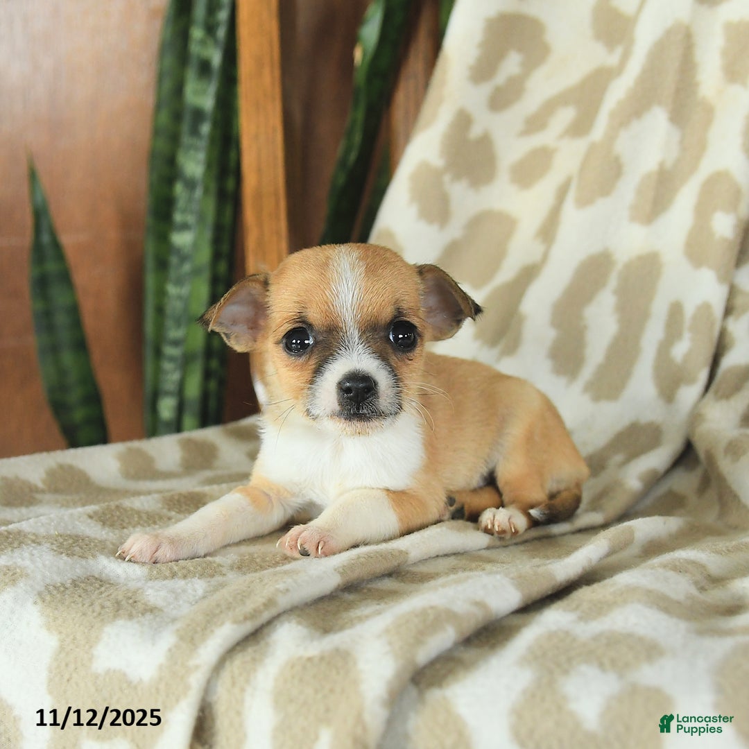 Chihuahua dogs for sale: Tess - Ad 3
