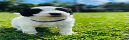 Sheepadoodle dogs for sale: Cookie  - Ad 13
