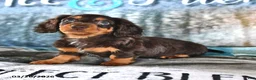 Miniature Dachshund dogs for sale: Buddy - Ad 3