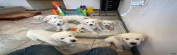 Golden Retriever dogs for sale: Marshmallow Cream - Ad 10