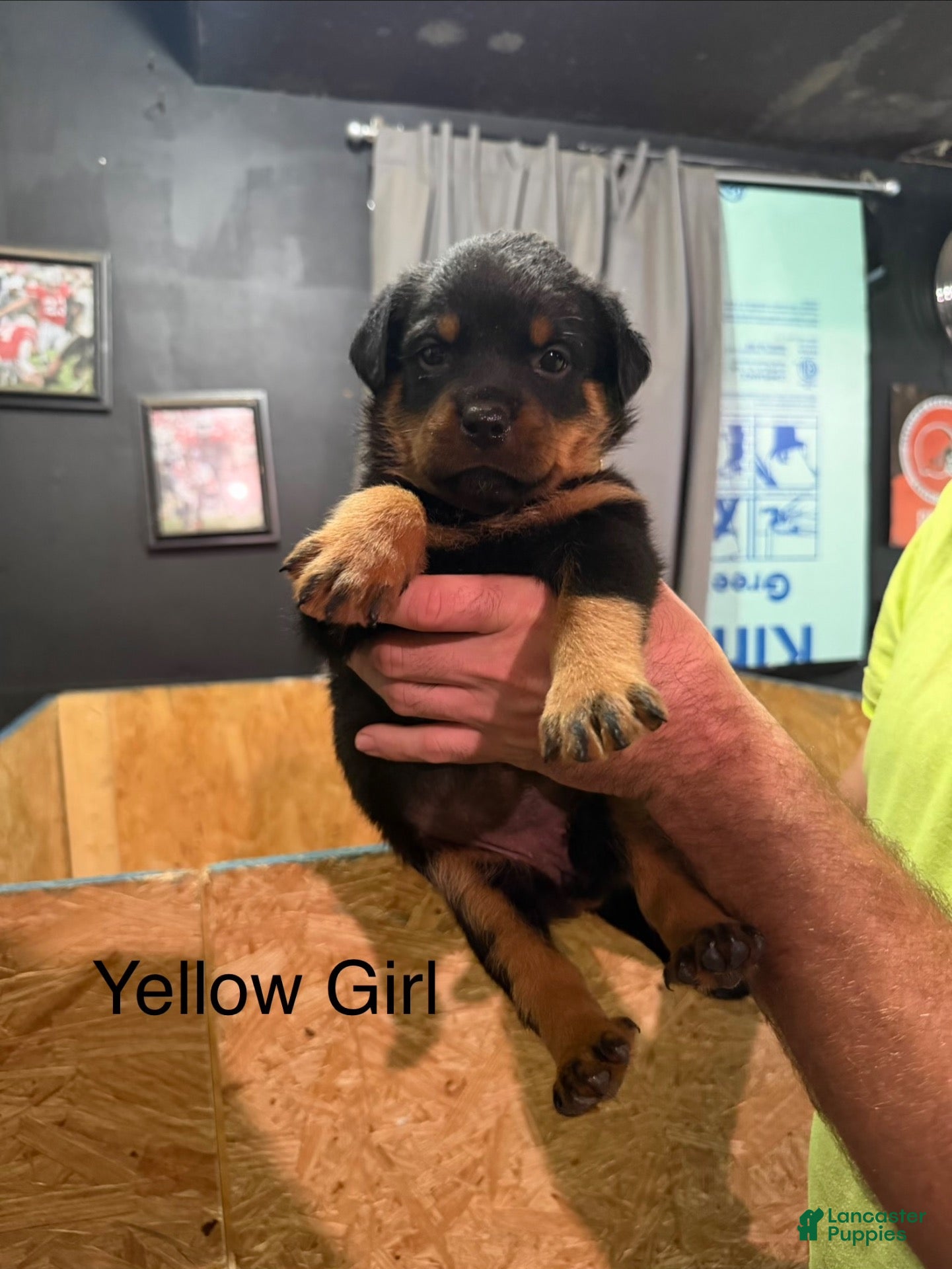 Rottweiler dogs Rottweiler 4 - Ad 2