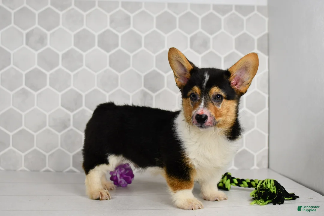 Welsh Corgi Pembroke dogs for sale: Guss  - Ad 1