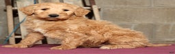 Labradoodle dogs for sale: Ronnie - Ad 4