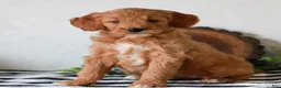 Mini Goldendoodle dogs for sale: Angel  - Ad 2