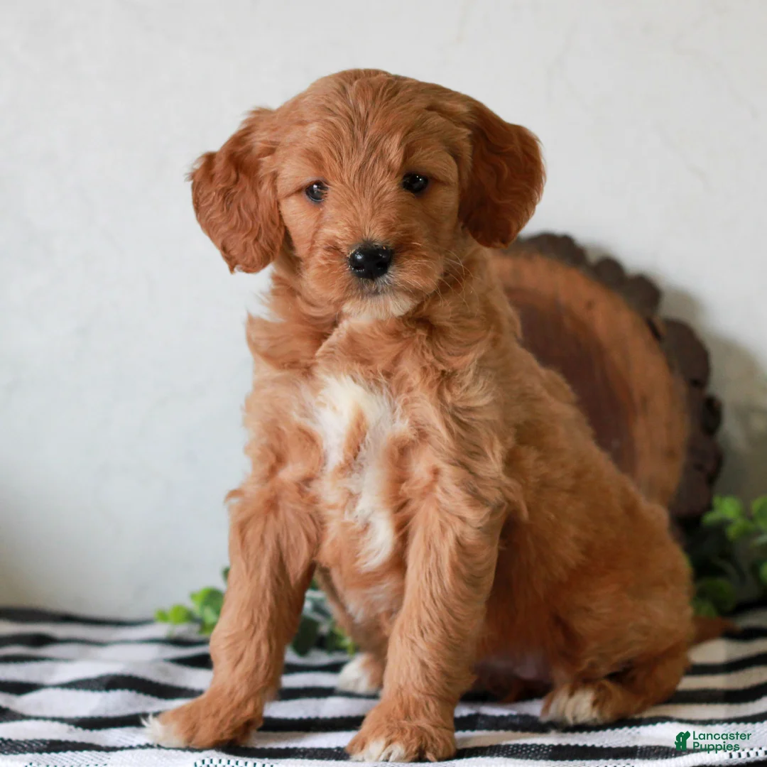 Mini Goldendoodle dogs for sale: Angel  - Ad 2