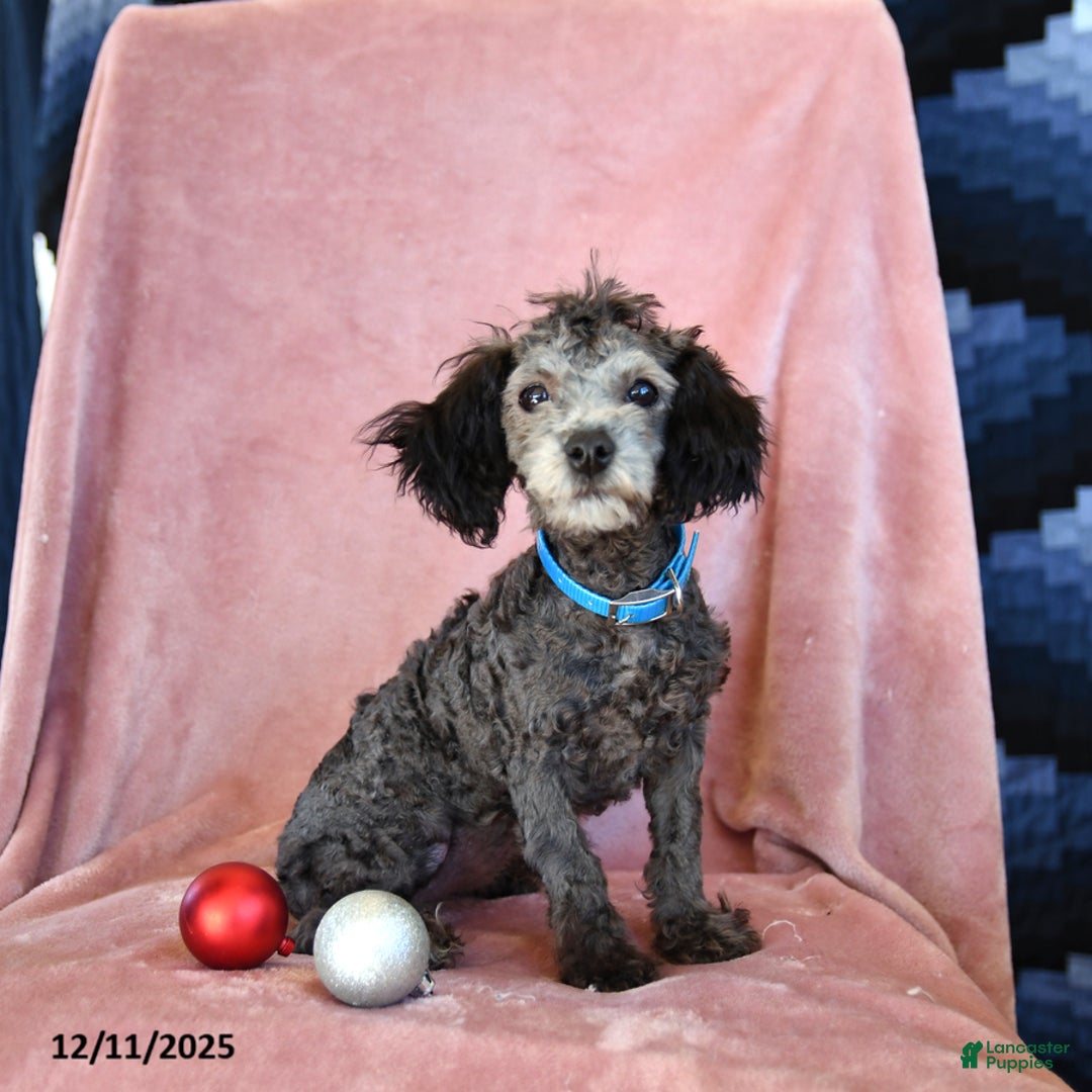 Toy Poodle dogs for sale: Winnie - Ad 1