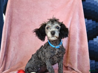 Toy Poodle dogs Winnie - Ad 41