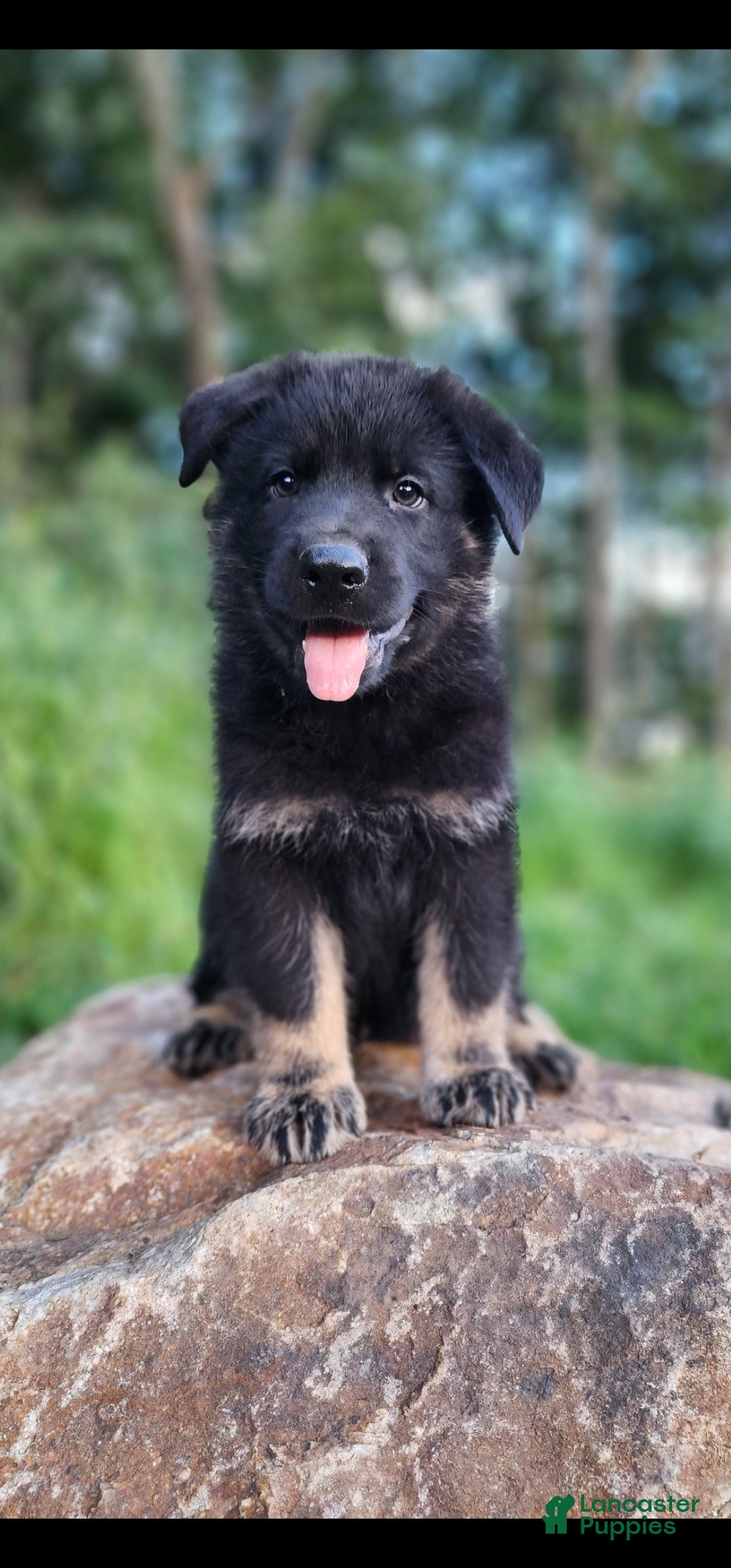 German Shepherd dogs  Tripp - Ad 2