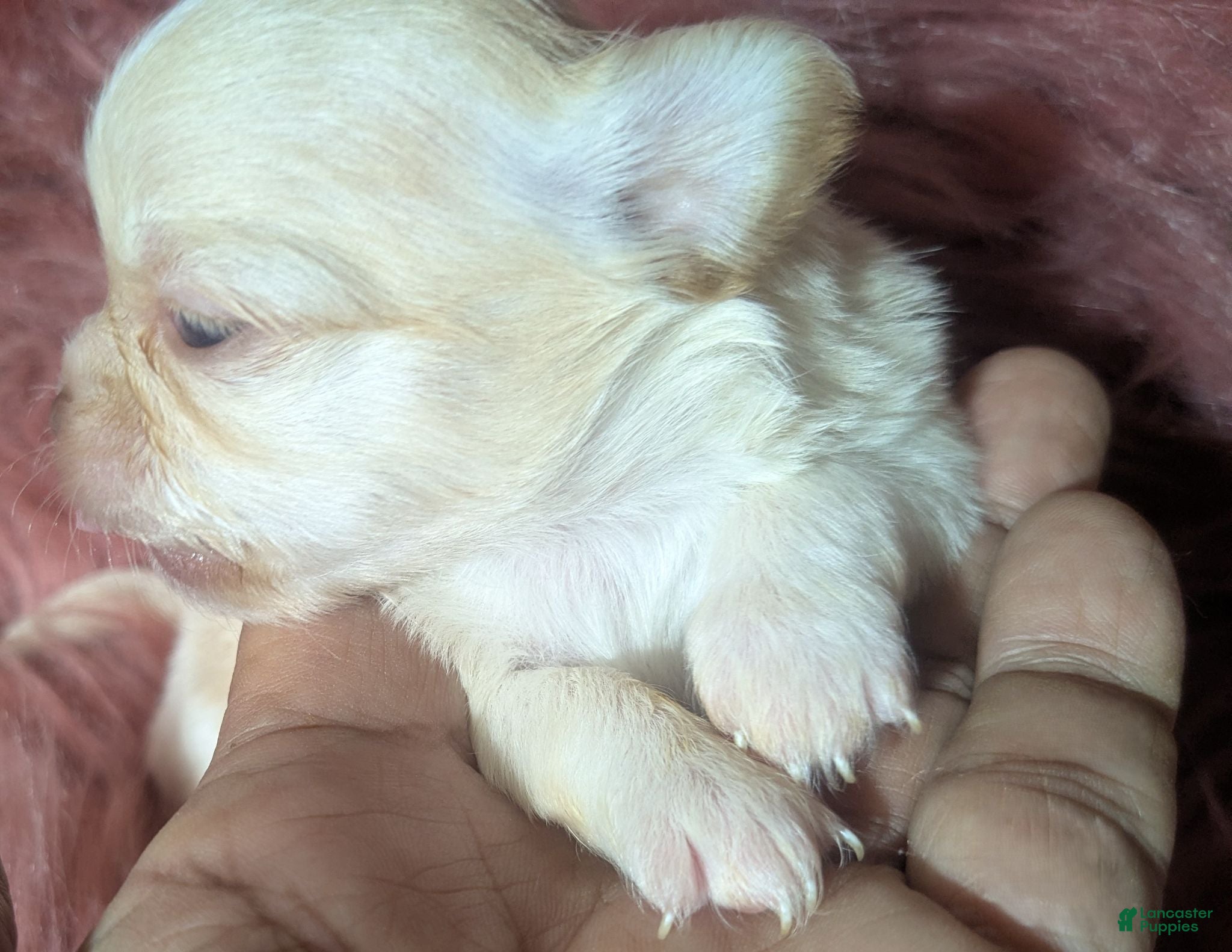 Chihuahua dogs Cherry LC Female  - Ad 26