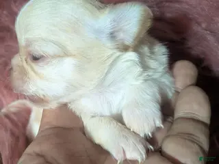 Chihuahua dogs Cherry LC Female - Ad 26