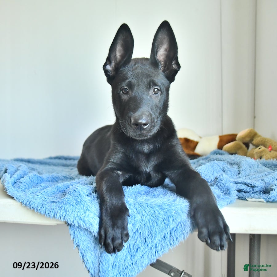 Belgian Malinois dogs Lupin - Ad 2
