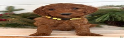 Irish Doodle dogs for sale: Ginger - Ad 1