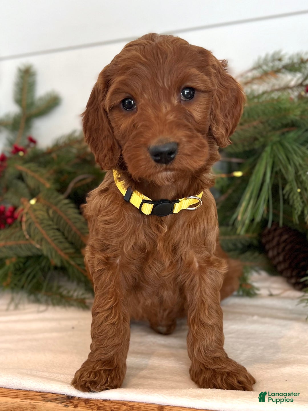 Irish Doodle dogs for sale: Ginger - Ad 1