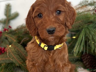 Irish Doodle dogs Ginger - Ad 1