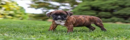 Boxer dogs for sale: Ruby - Ad 6