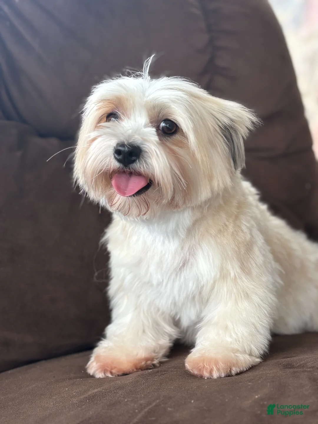 Biewer Terrier dogs for sale: Meadows - Ad 5